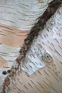 Himalayan birch