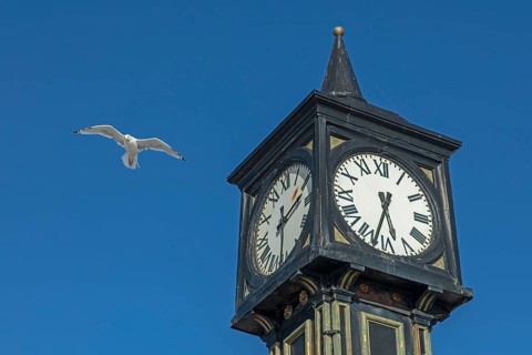 Seagull