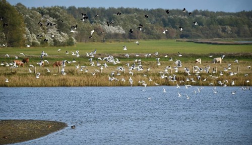 Young black-headed gulls
