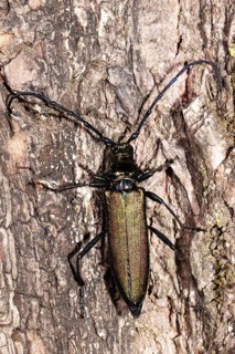 Muskbuck hanging on tree trunk looking up from behind