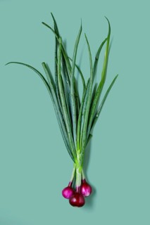 Fresh spring red onion with tops