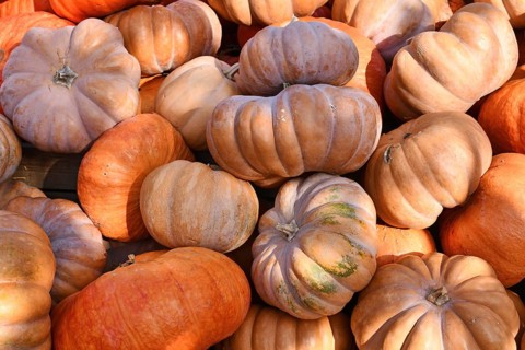 Pile of beautiful light orange 'Musquee de Provence' pumpkins. Also called Fairytale pumpkin