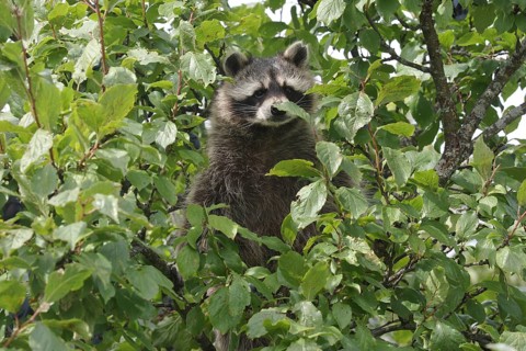 Raccoon