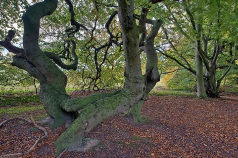 Suentelbuche