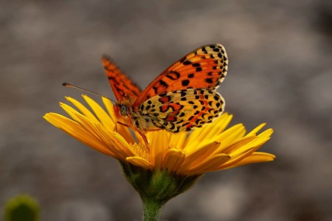 Red fritillary butterfly butterfly with open wings sitting on yellow flower seen on left side