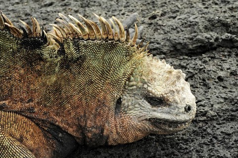 Galapagos Sea Lizard on Lava Rock