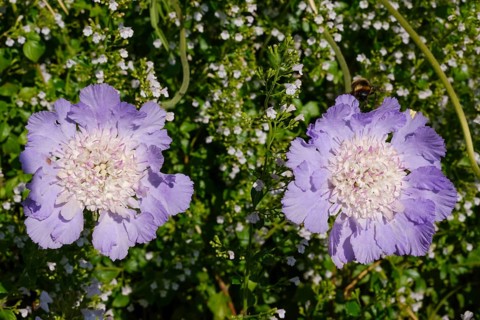 Flowers of the pigeon scabious