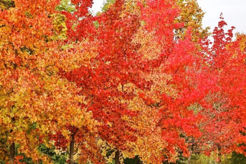 Magnificent amber trees