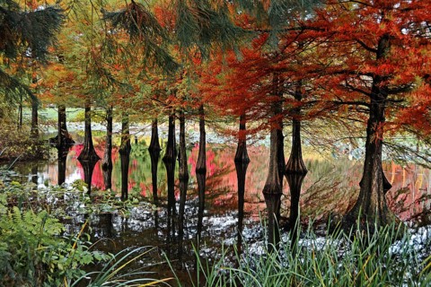 Bald cypress