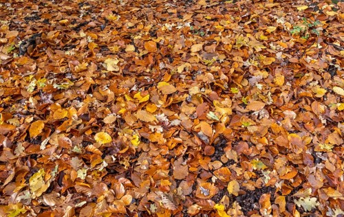 Colourful autumn leaves on forest floor