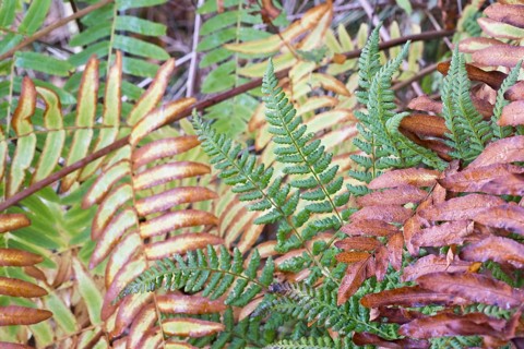 Royal fern