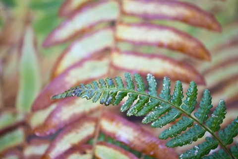 Royal fern