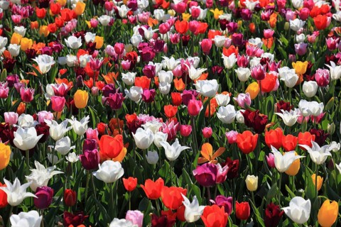 Many colourful tulips in one area