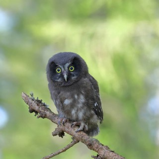 Tengmalm's Owl