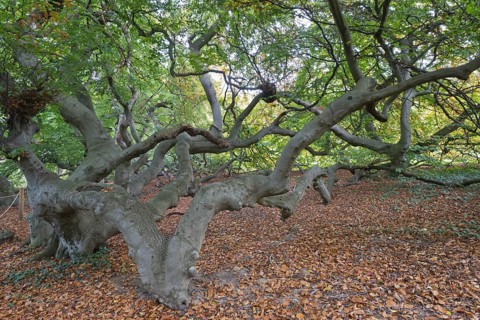 Suentelbuche