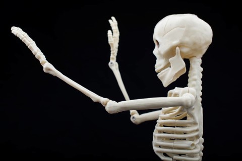 Human skeleton model for medical anatomy science Medical clinic concept