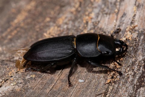 Lesser Stag Beetle seated on tree trunk looking right