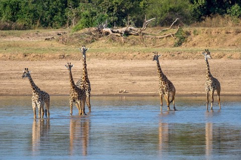 Rhodesian giraffe