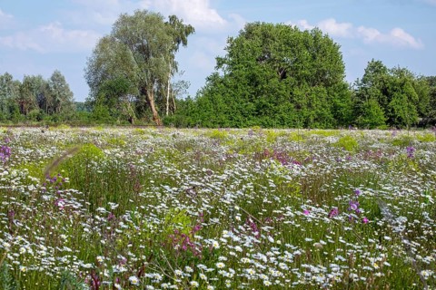 Flower meadow with mainly daisies