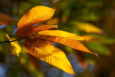 Leaf of a sweet chestnut