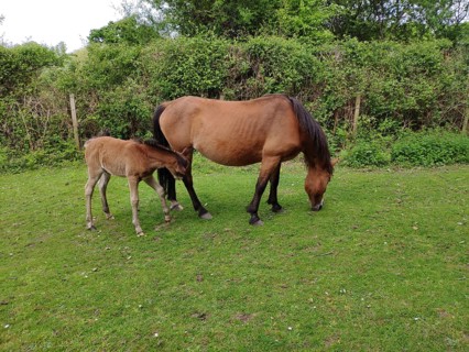 New Forest Pony with foal