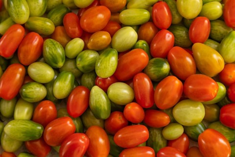 Tomato