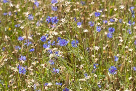 Field of blue wild herbs between cereal stalks