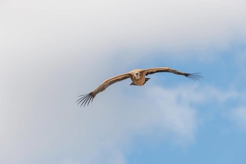 Griffon vultures