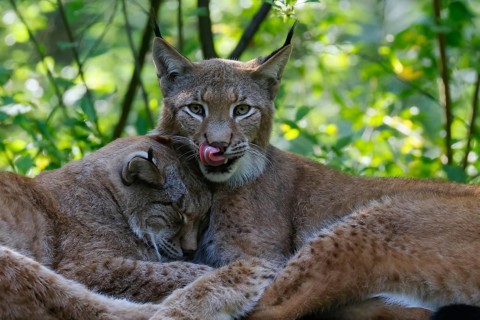 Eurasian lynxes