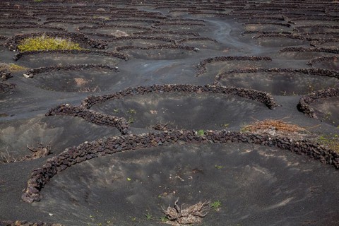 Typical vine growing in dry farming method