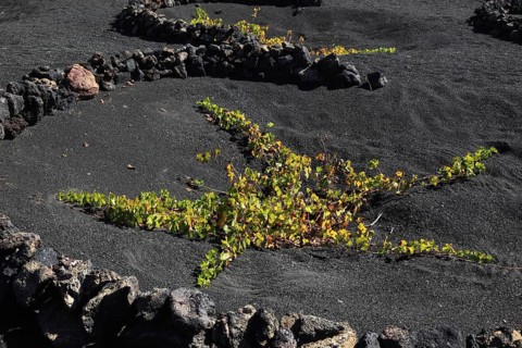 Winegrowing in the La Geria region