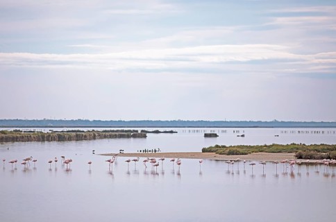 Flamingos