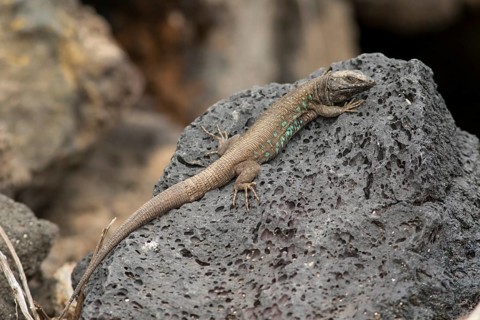 Atlantic lizard