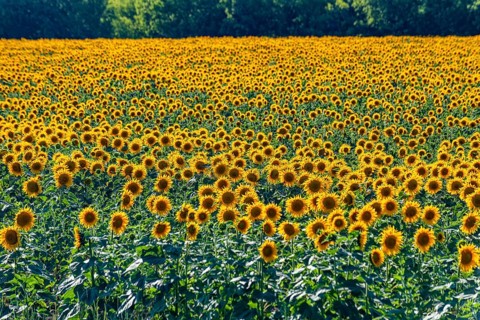 Field of sun flowers