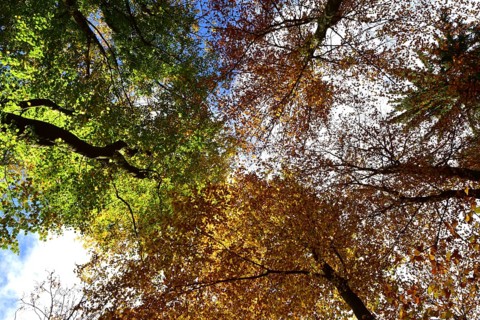 Tree tops in a mixed beech forest with autumn leaves against the sky
