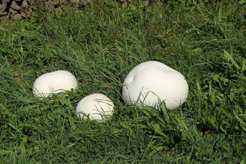 Giant puffball