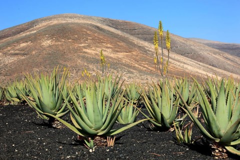 Aloe Vera Plantation at Orzola