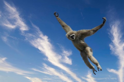 Jumping lar gibbon or white-handed gibbon
