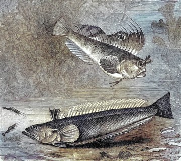 Butterfly blenny