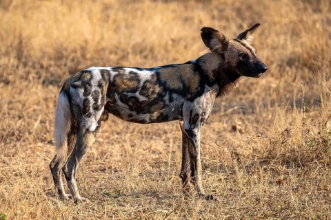 African wild dog