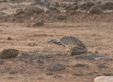 Rare Cantilever Bustard