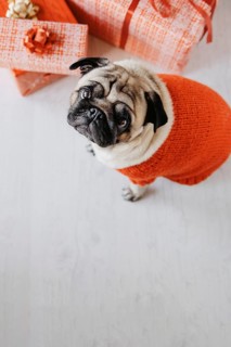 Dog present boxes