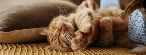 Owner petting adorable cat