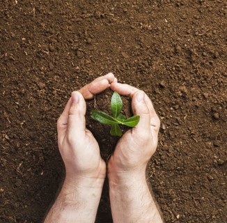 Gardener planting ground