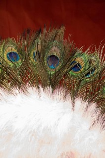 Beautiful bird feathers for decorative purposes