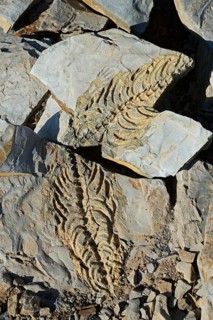 Approx. 300 million year old fossils of Mesosaurus tenuidens near Keetmanshoop