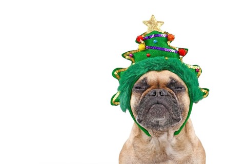 Dog with Christmas tree on head. French Bulldog wearing funny headband while making a not amused face on white background