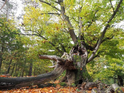 Old hute beech in autumn