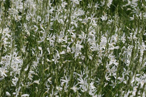 Grass lily