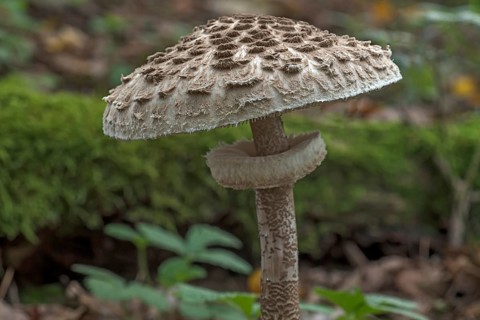 Shaggy parasol